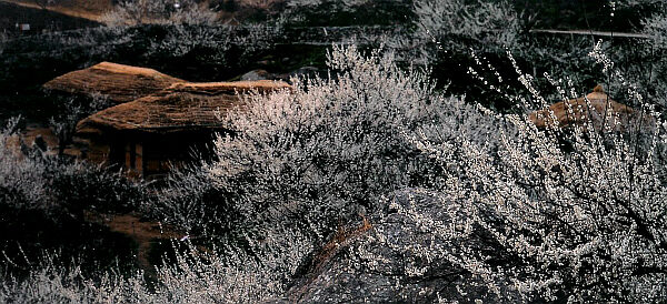 1_L_1237135513.jpg