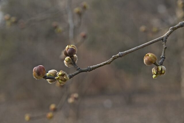 104142DSC_4413.jpg