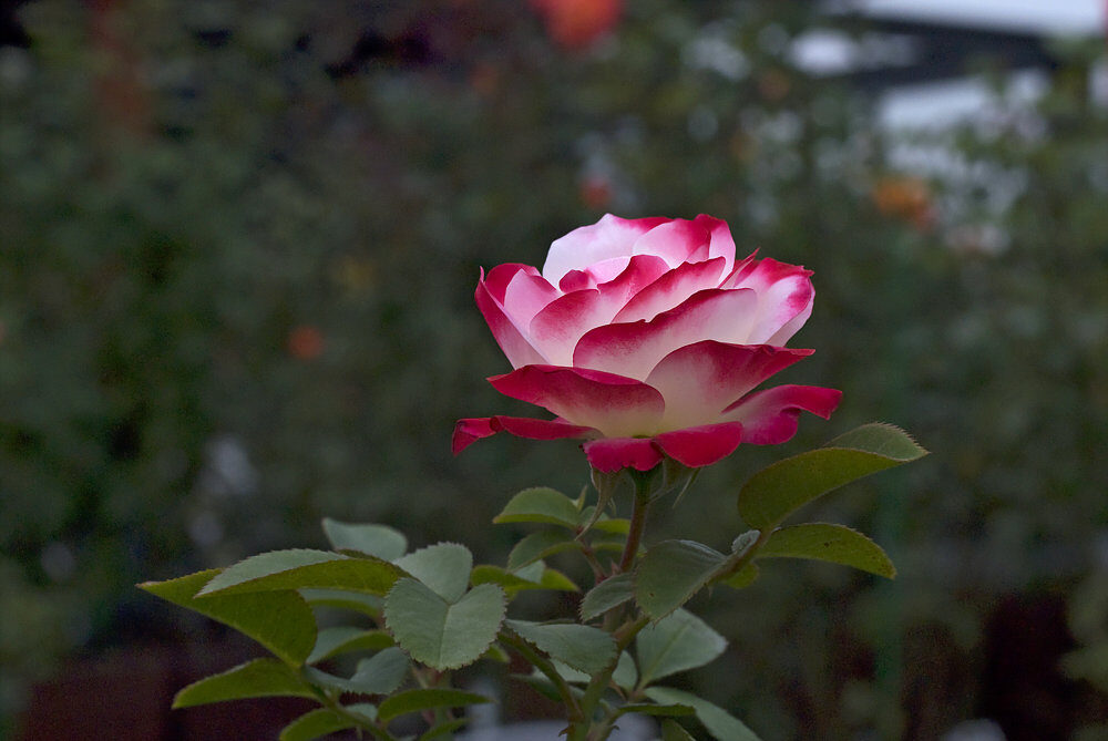 DSC_9892.jpg