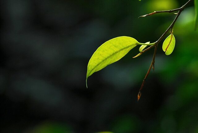 957172-DSC_6217.jpg