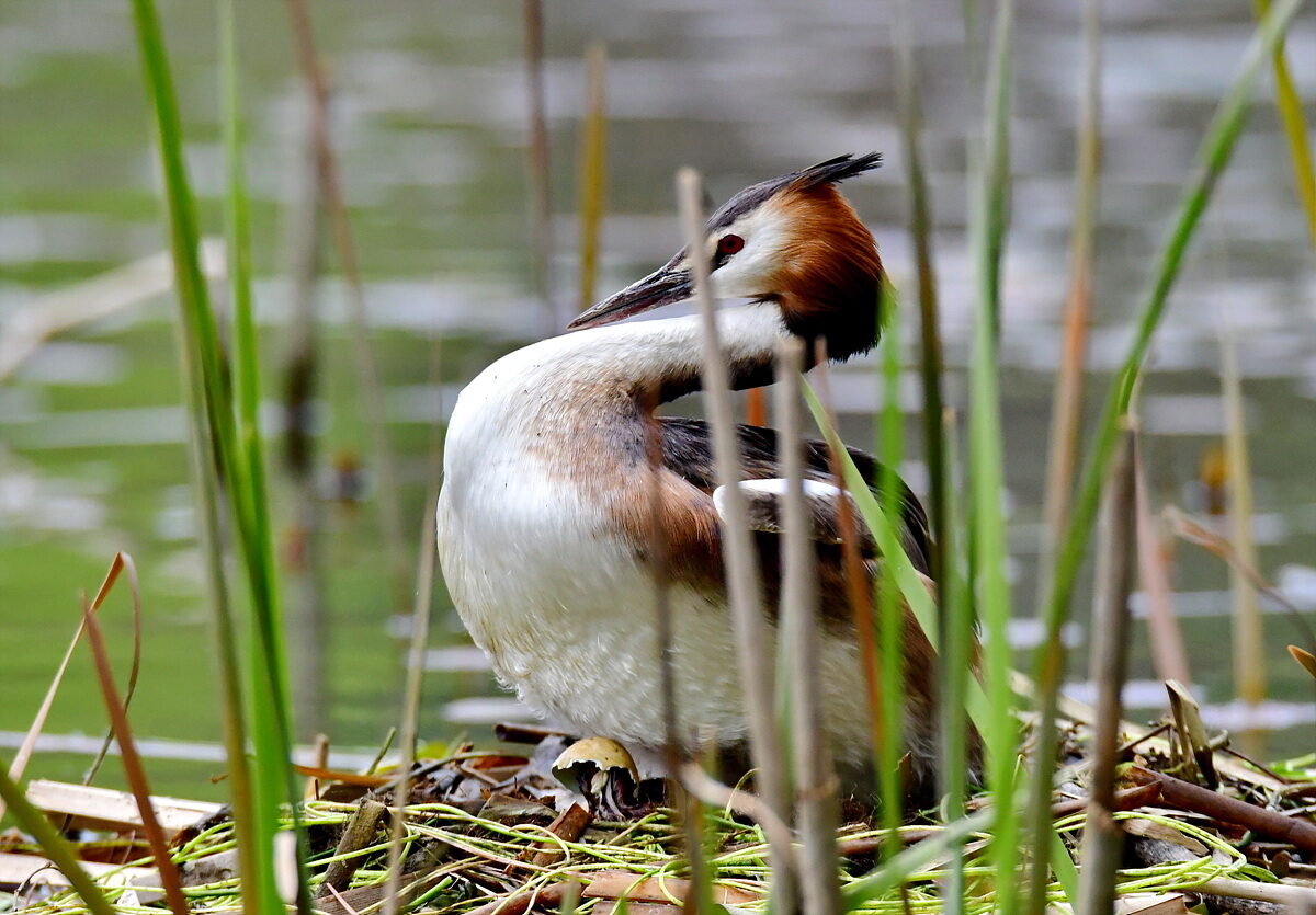 DSC_3802a.jpg