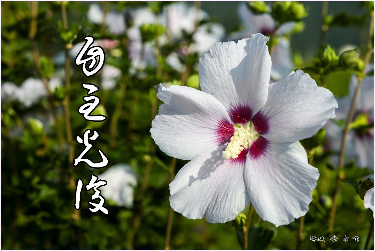 자주광복.jpg