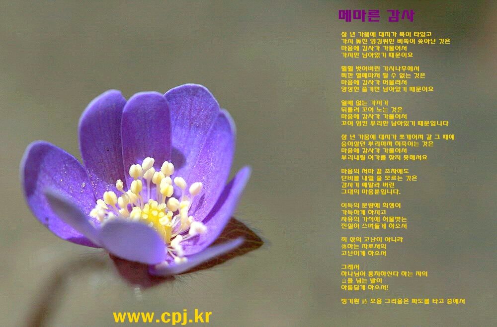 노루귀011 메마른 감사.jpg