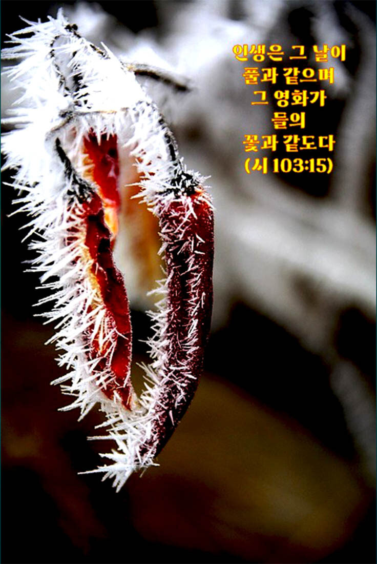 인생은 그 날이 풀과 같으며.jpg