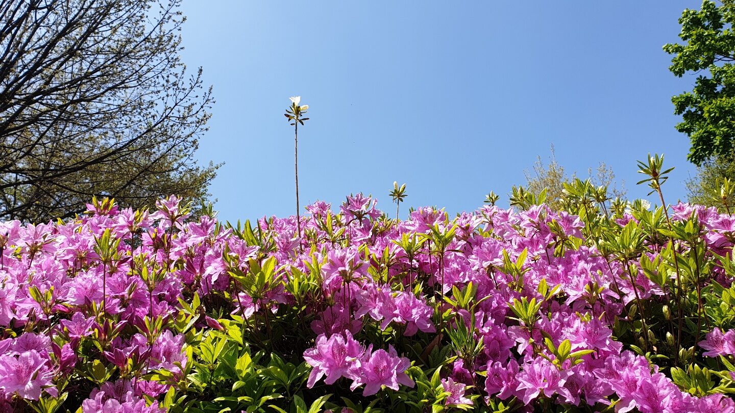 연산홍04.jpg