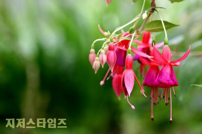 초롱꽃0202.jpg